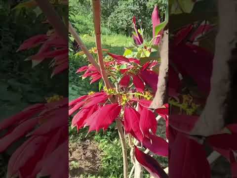 Santa Ana es un encantador poblado del municipio Ribero #venezuela #turismo #travesia #naturaleza