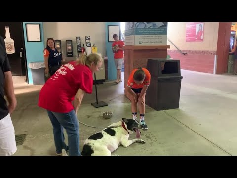 Dog days at Jupiter Hammer Heads game