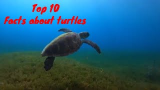 Top 10 Facts about turtles