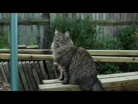 Feliway Classic: Clare and Mewsli