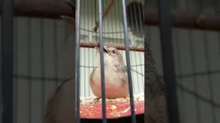 Download lagu Suara ciblek gunung tembakan belalang raja mp3