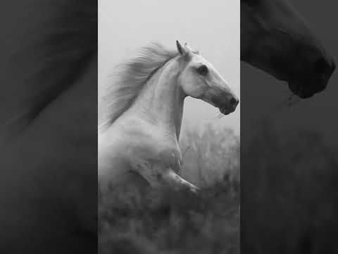 , title : 'Poetic Lipizzaner horses from La Pattat'