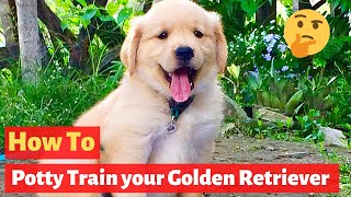 How to Potty train a Golden Retriever puppy? Effective yet Easy Techniques...