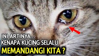 Download lagu Kenapa Kucing Sering Menatap Kita Ini Alasannya Me... mp3