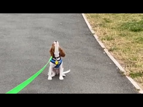 Cute Cavalier King Charles Spaniel Barking and Howling - Ruby Cavalier Howl