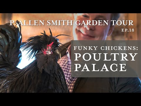 , title : 'Wacky Crested Poultry Breeds: Celebrity Look-alike! | P. Allen Smith'