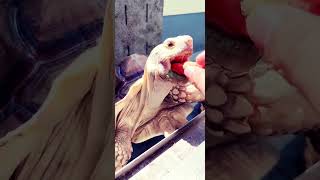 餌やり体験🐢#リクガメ #tortoise #pets #animals