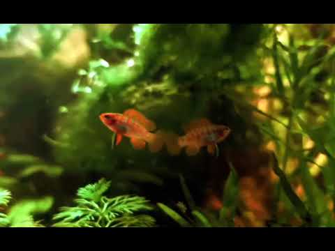 Der Scharlachrote Zwergblaubarsch Dario Dario