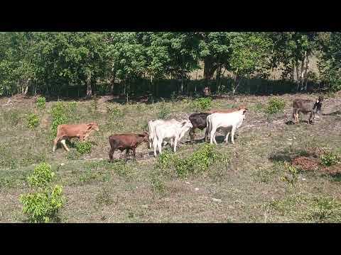 En venta 11 Becerros en Melchor de Mencos Petén al ojo 🇬🇹🇬🇹🐄🐄gt