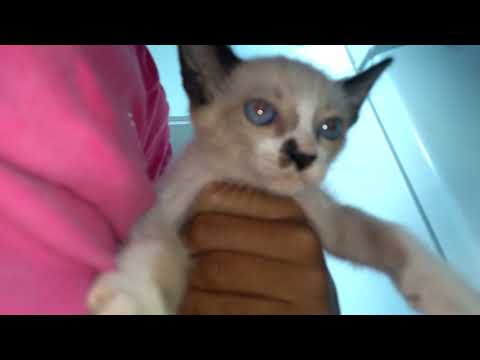 Meu novo gato brincalhão de rayelle