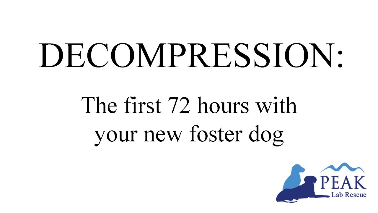 Your New Foster Dog - Peak Lab Rescue Video 1