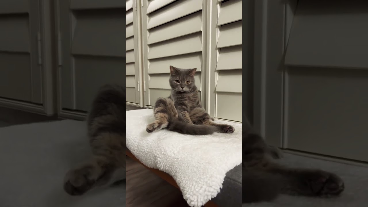 [Cat Video] Cute Cat@ Cat Sitting