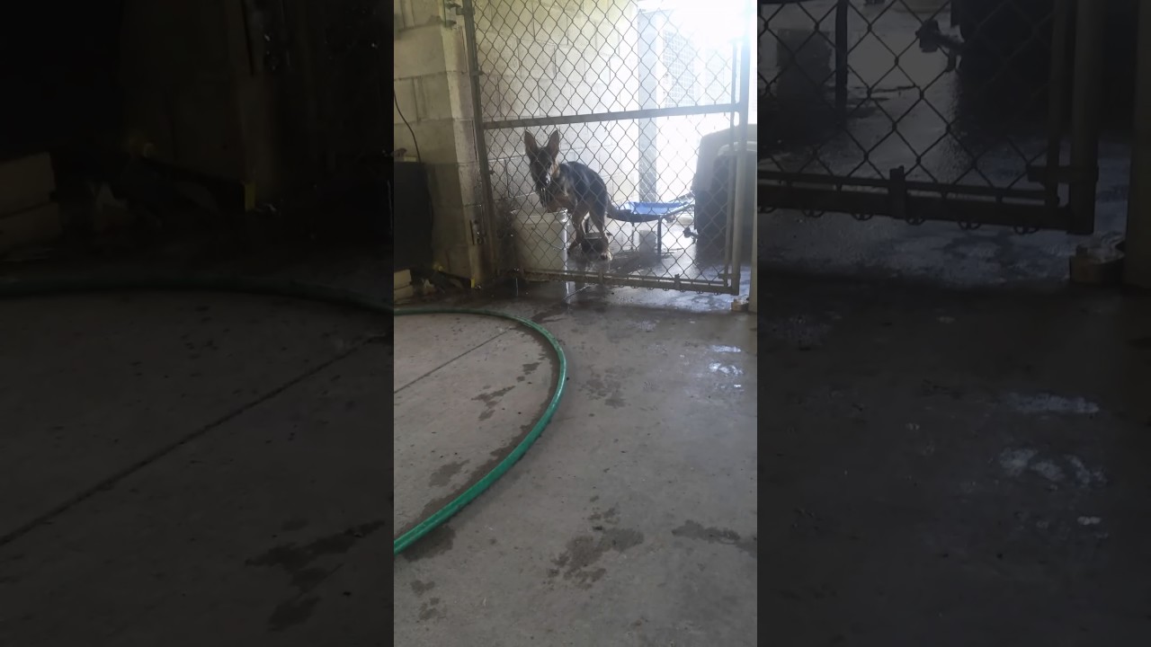 Karma loves the water bucket