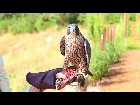 Baby Falcon First Training