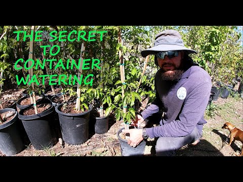 How To Water ANY Container Plant | EASY!!!!