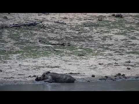 Djuma: Warthog - 11:34 - 11/12/21