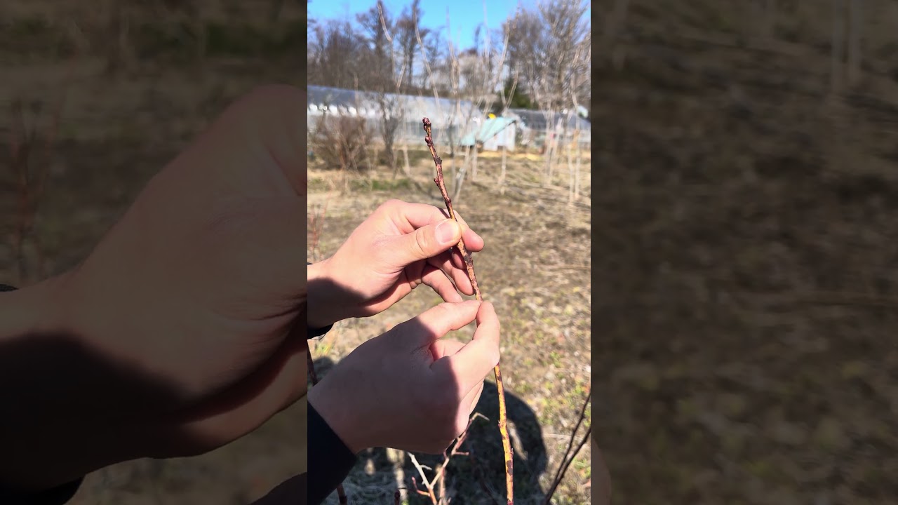 これを知らないと実が成らなくなってしまいます。 #ショート #ガーデニング #園芸