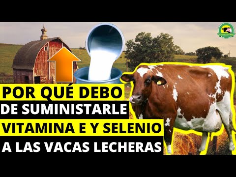 , title : 'POR QUÉ DEBO De SUMINISTRARLE VITAMINA E y SELENIO A Las VACAS LECHERAS(Beneficios)|PasionPecuariaRD'