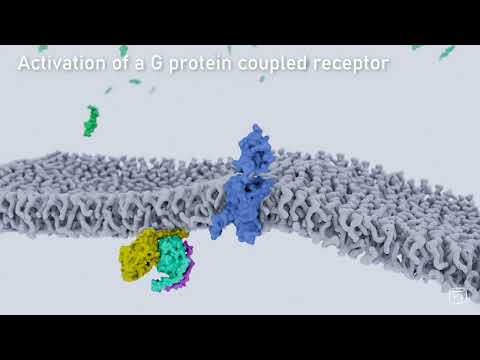 Activation of a G protein coupled receptor at the cell membrane
