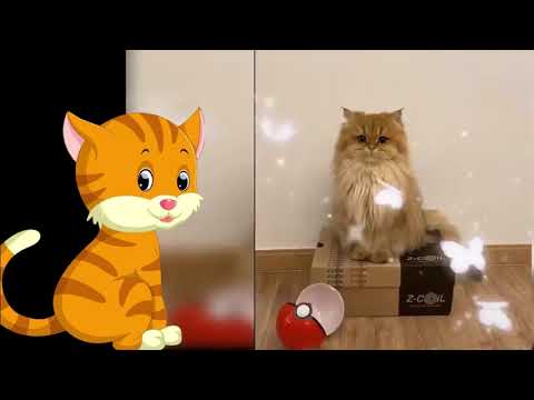 Try not to laugh - Funny clips