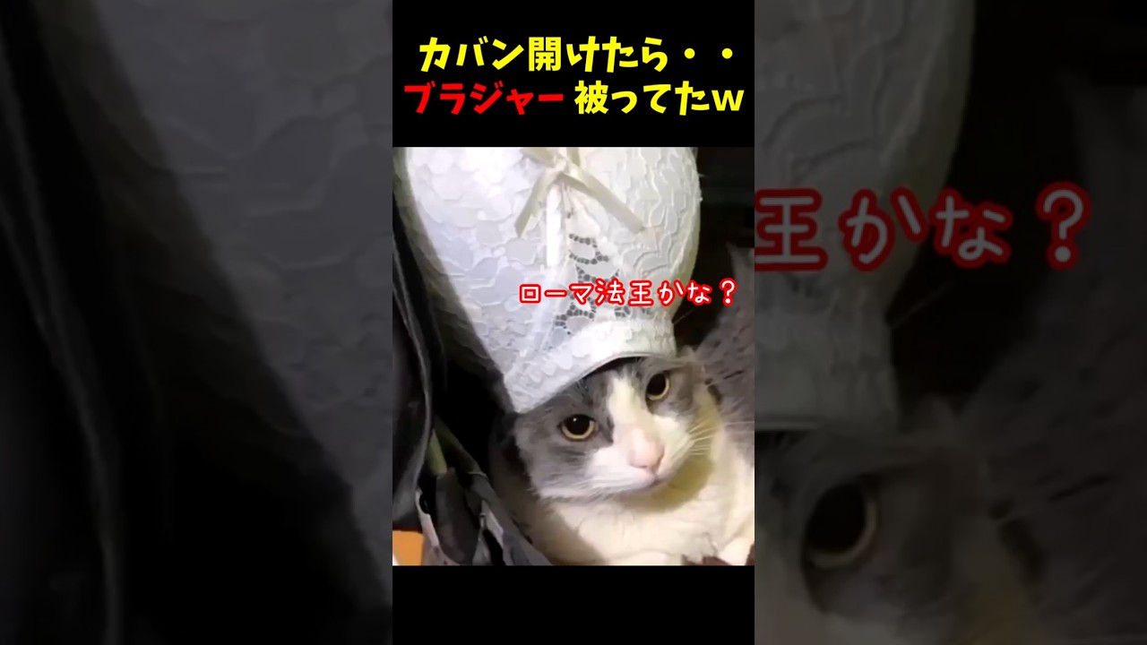 猫の面白ハプニング！５選#cat #面白集  #ねこ #笑ったら負け