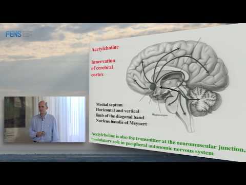 Michael Hasselmo on Neuromodulation and cortical function - Part 1