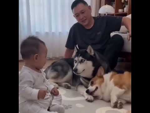 宝宝和猫狗互动，这温馨画面爱了 ✨✨ #万万没想到 #搞笑 #动物的迷惑行为