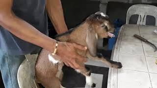 How to disbud / dehorn baby goats.