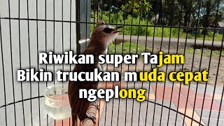 Download lagu SUARA TRUCUKAN MUDA BELAJAR ROPEL ngeriwik kasar || pancingan trucukan muda mp3