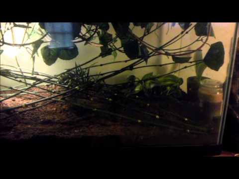 YouTube Video pOBOIZSWeHA