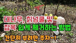 밭 주변 대나무 칡넝쿨 잡목 제초제 2가지로 간단히 효과 빠른 제거하는 방법