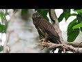 Brown Hawk Owl Boobok Call Ll