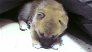 パプリカ踊ってみた