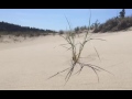 Dune Ecology Of The Oregon Coast
