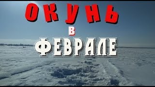 Как и где ловить окуня в конце февраля
