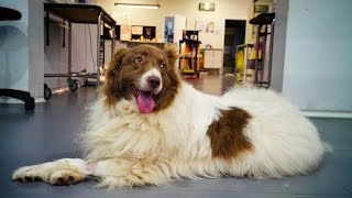 ADELE, THE DOG THAT COULDN´T STOP CRYING