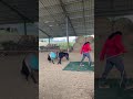 Gelding Shetland Pony For sale 2024 Red roan