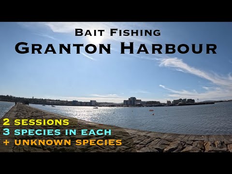 Sea Fishing Scotland - Granton Harbour - Edinburgh - Nice Mix of Species in the Sunshine