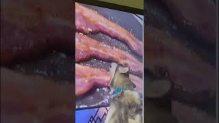 Funny Dog Videos: Dog Licks Bacon Off The Tv Screen Shorts funny dogs