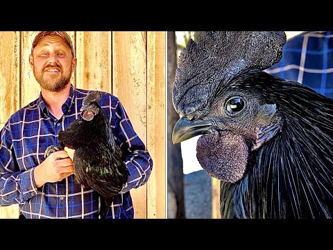 , title : 'Eating the world’s rarest chicken!! Ayam Cemani chicken! (Is the meat black?)'