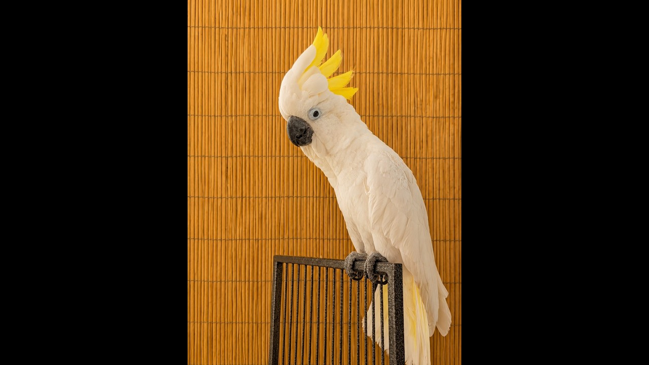 Romeo 18 YO Greater Sulfur Crested Cockatoo, an adoptable Cockatoo in Vancouver, WA video 2/6