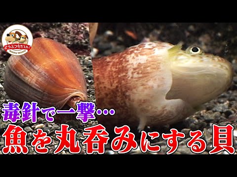【一撃必殺】なんと貝が魚を丸飲み！イモガイが魚を毒槍で仕留め捕食する衝撃映像【どうぶつ奇想天外／WAKUWAKU】