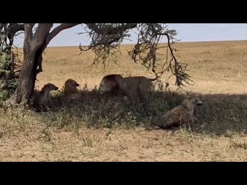 male lion and lioness attack hyenas group rest under tree video