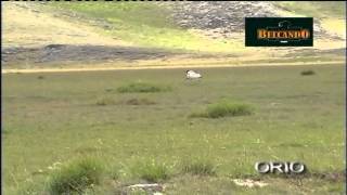 Orio, Setter Inglés