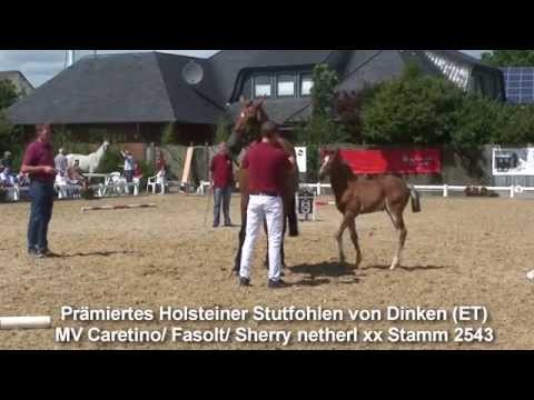 Holsteiner Stutfohlen von Dinken /Caretino