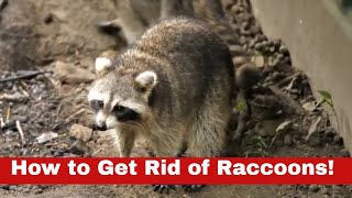 Shoo Raccoons! How to Get Rid of Raccoons Now!