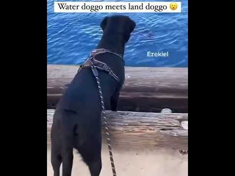 ||Tony ezekiel || Dog and seal have a conversation 😂 #shorts #tony #ezekiel #cutepaws