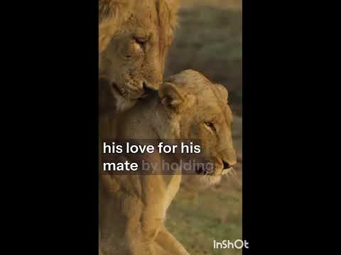 רינת גבאי אמן למילים