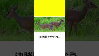 【ボケて】爆笑！超おもしろ画像アフレコ集part51【bokete】
