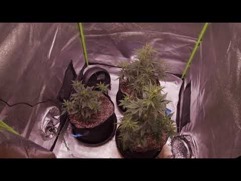 3x3 Auto Flower Grow - Week 3 | Grow Series 2